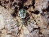 Drapetisca socialis